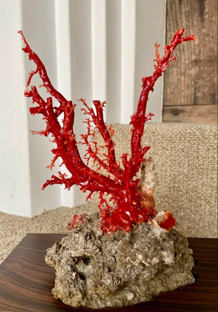 希少！＊血珊瑚＊天然 原木 サンゴ オブジェ 置物