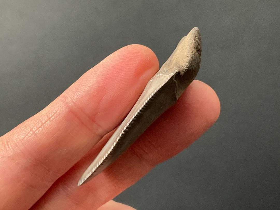 サメの歯 ホホジロザメ [GR228] 化石 希少 レア