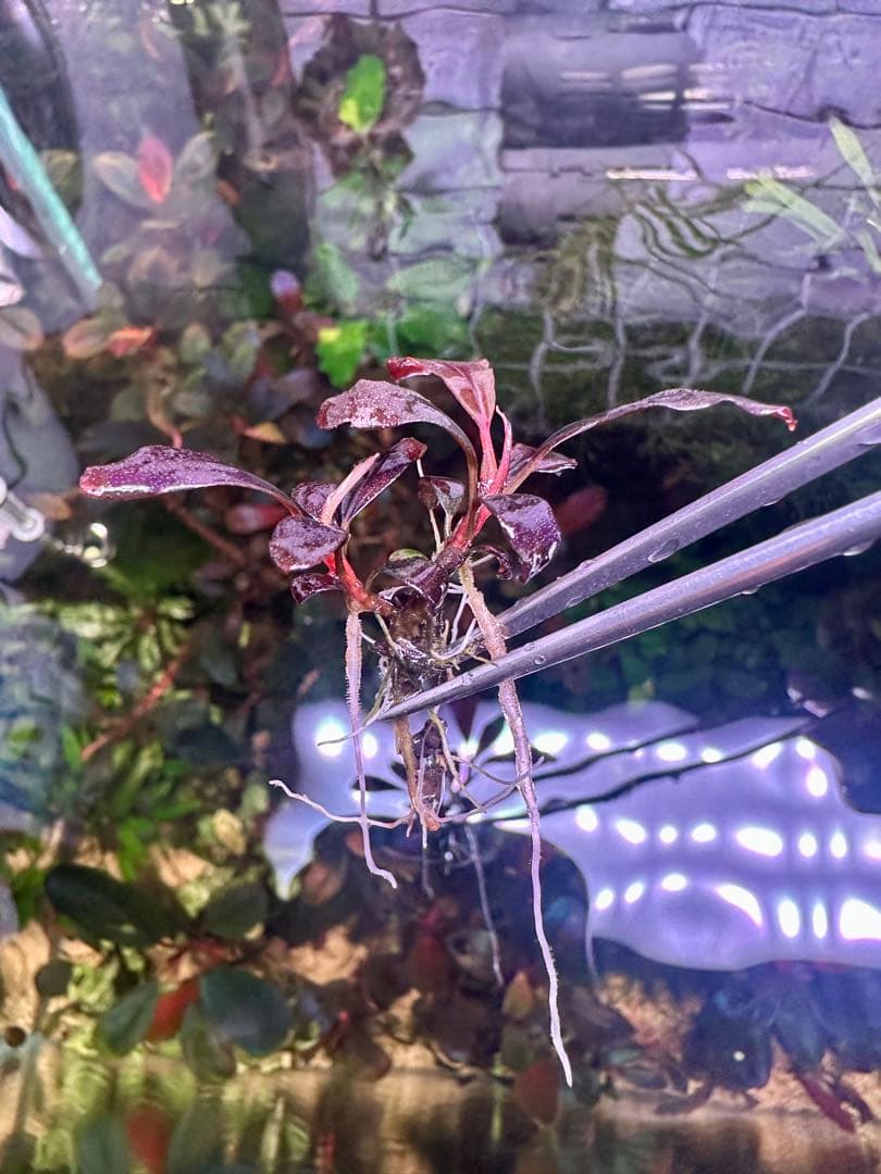 ブセファランド ラ sp.ブラウニーゴーストカリマンタン　2株