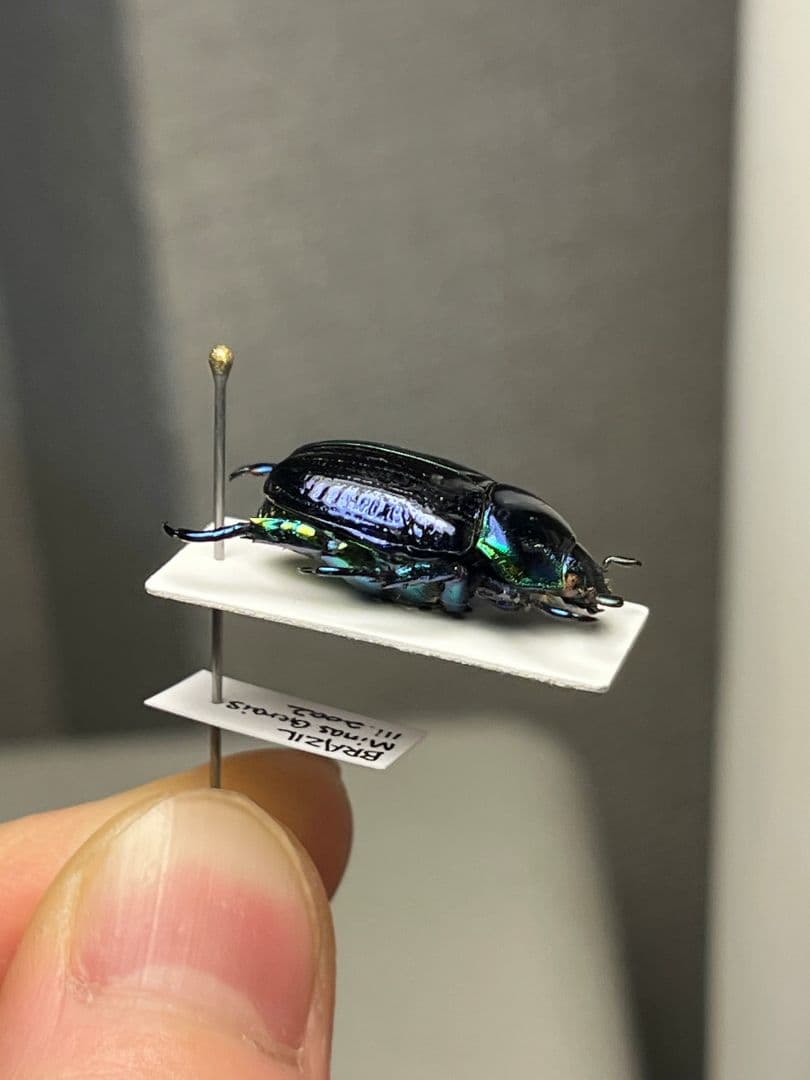 【18mm】Pelidnota sumptuosa プラチナコガネ コガネ標本