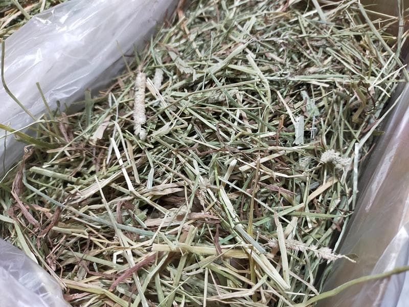 (2/9まで) カナダ産 チモシー 40kg スーパープレミアム １番刈