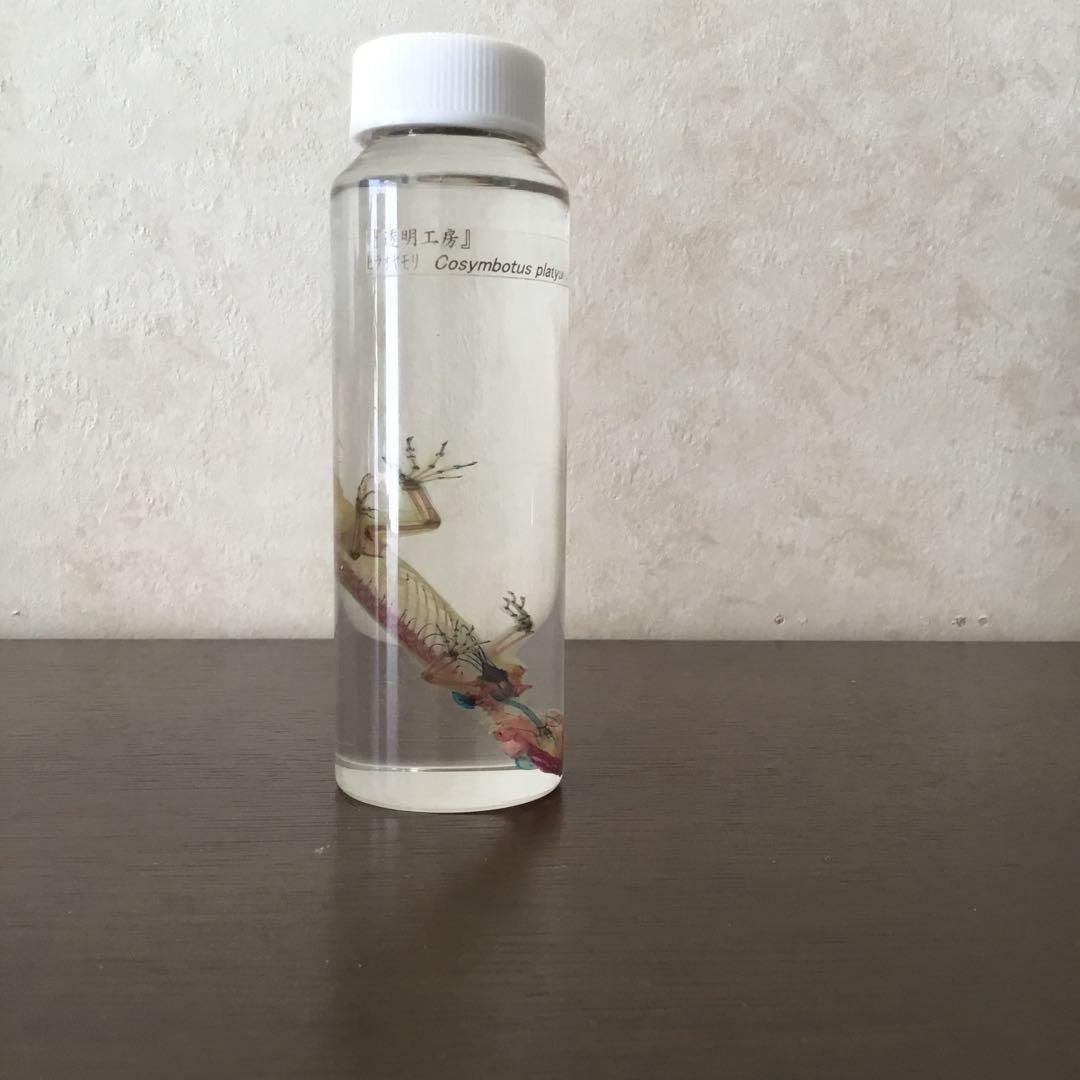 透明骨格標本　ヘラオヤモリ