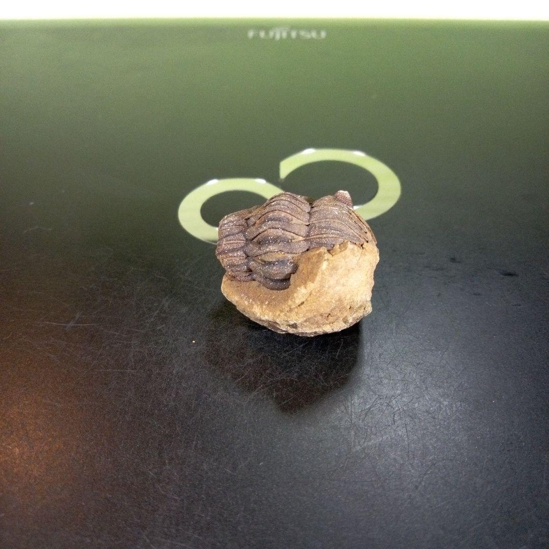 三葉虫　化石　ボリビア産　南アメリカ　trilobite　Bolivia三葉虫③