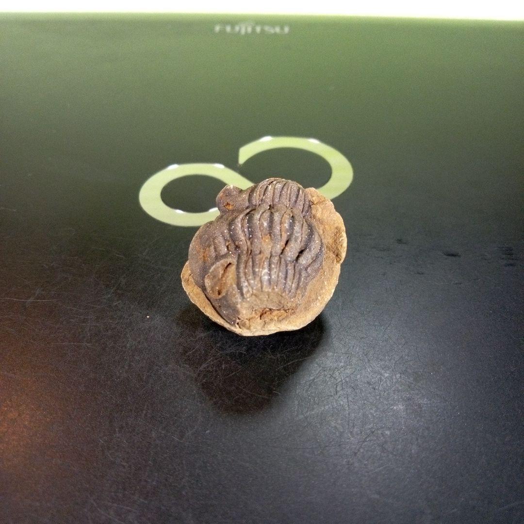 三葉虫　化石　ボリビア産　南アメリカ　trilobite　Bolivia三葉虫③