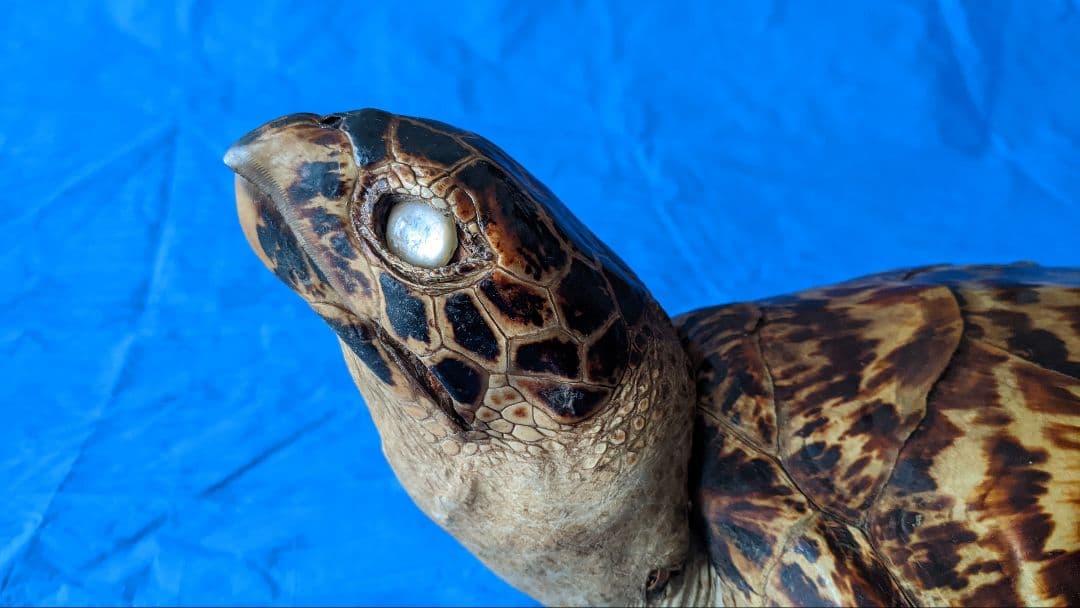 ②うみがめ〚タイマイ〛の剥製　 　壁掛けフックつき