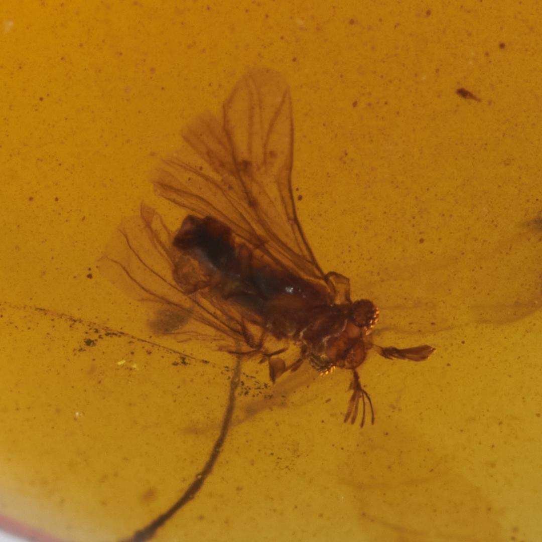 レア極上品PA0000虫入り琥珀化石　ミャンマーカムティかタナイ9900万年前