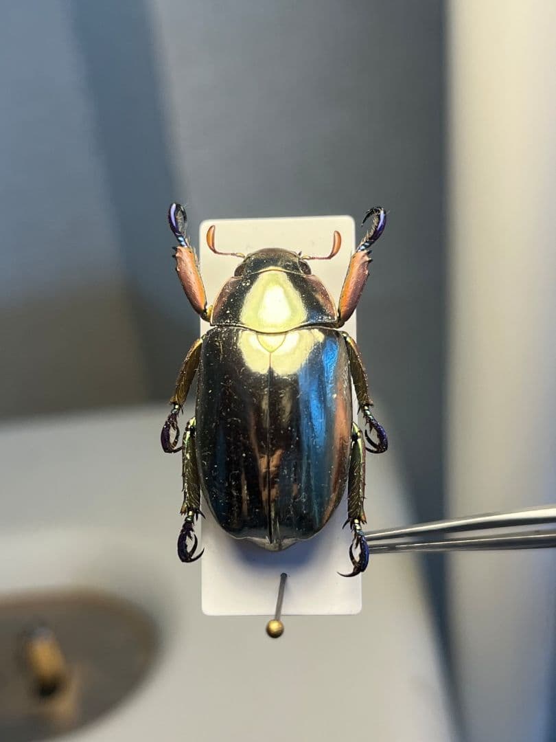 【27mm】クリサルギレアプラチナコガネ 標本カナブン ウグイスコガネ
