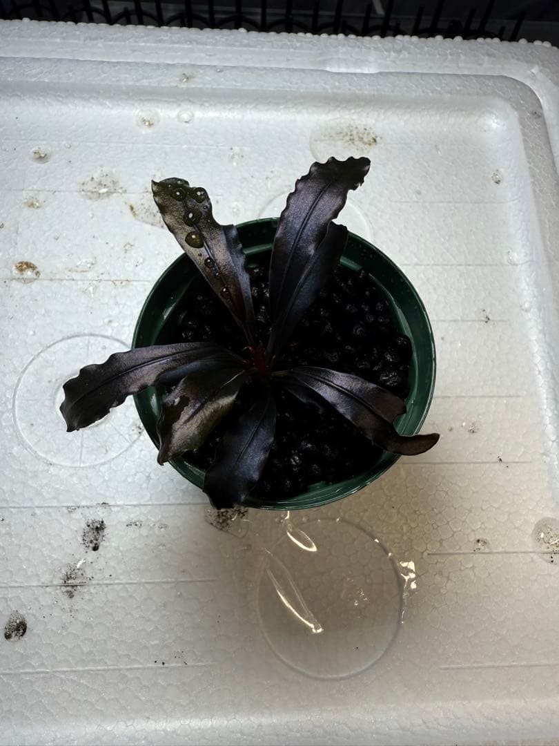 水草 bucephalandra sp. ghost kalimantan