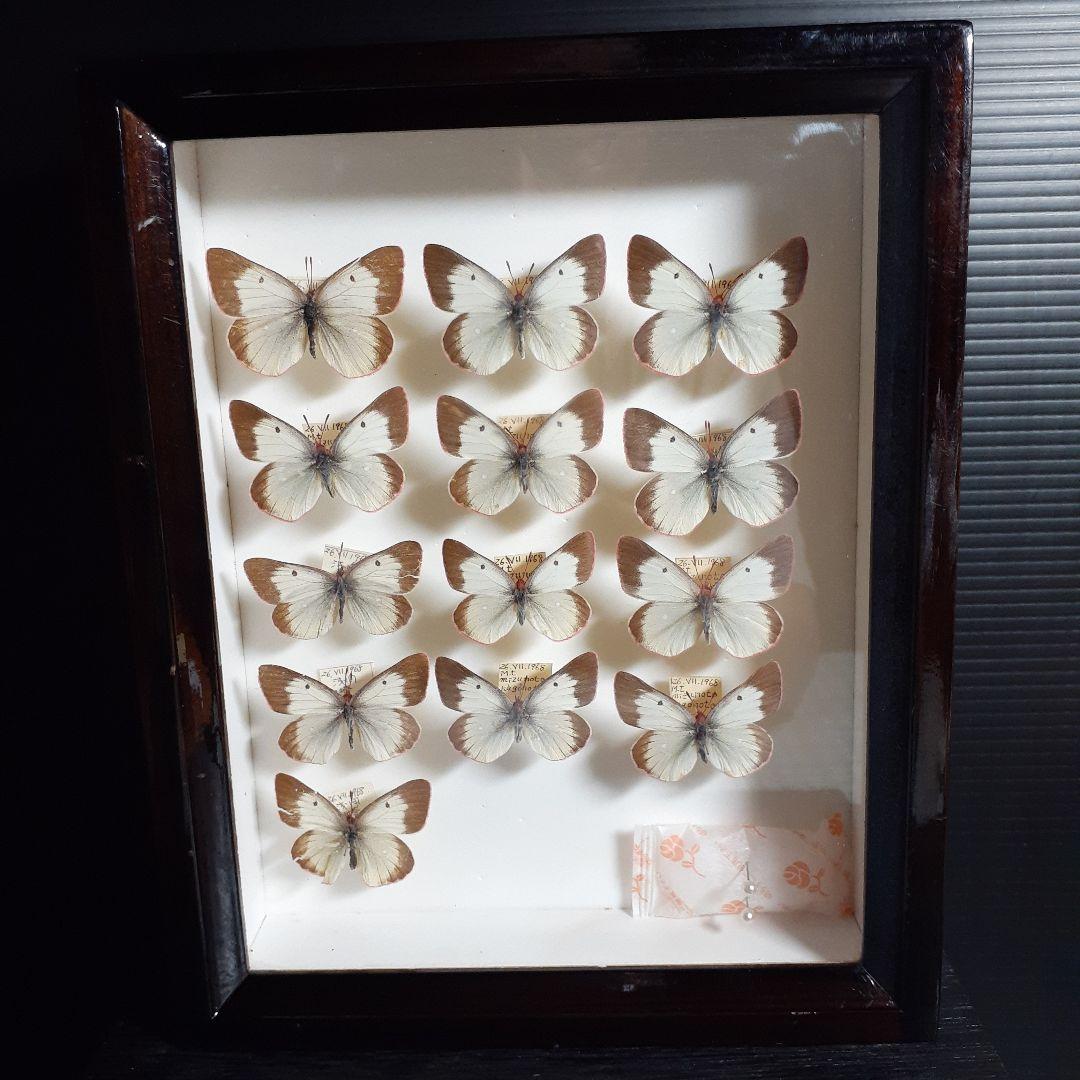 蝶標本　ミヤマモンキチョウ　(規制前採集)ドイツ標本箱二箱入り