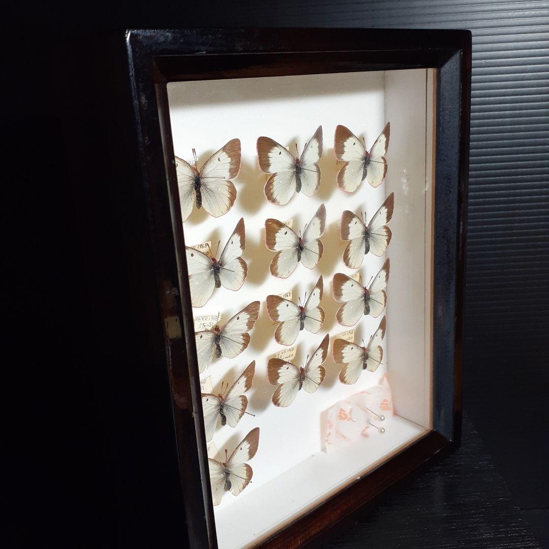 蝶標本　ミヤマモンキチョウ　(規制前採集)ドイツ標本箱二箱入り
