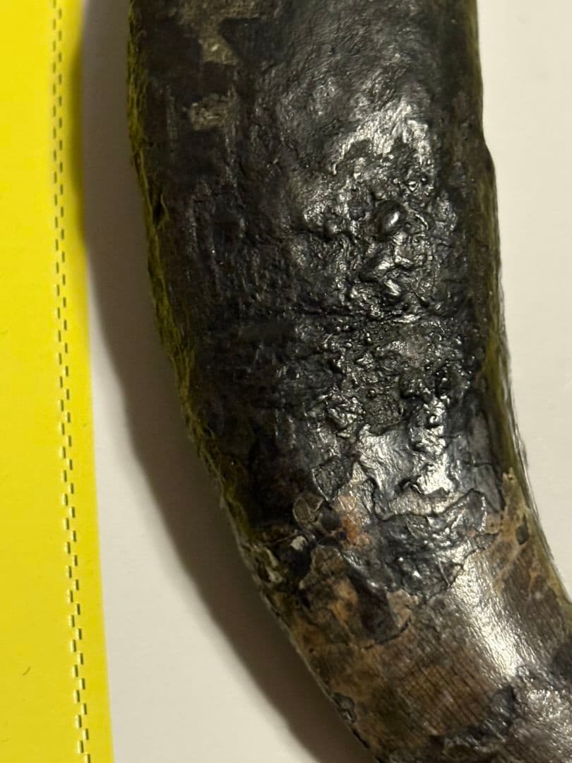 恐竜　歯　化石