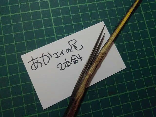 赤エイの尾　針２本付き