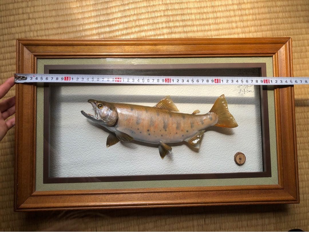 ヤマメの標本　剥製　木製フレーム付き 約34cm
