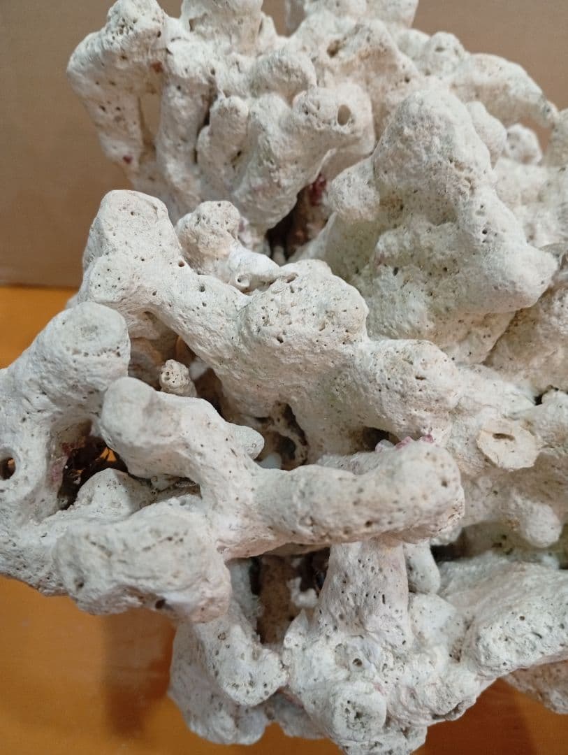 天然ライブロック　デスロック　アクアリウム　白化サンゴ　ハンドメイド