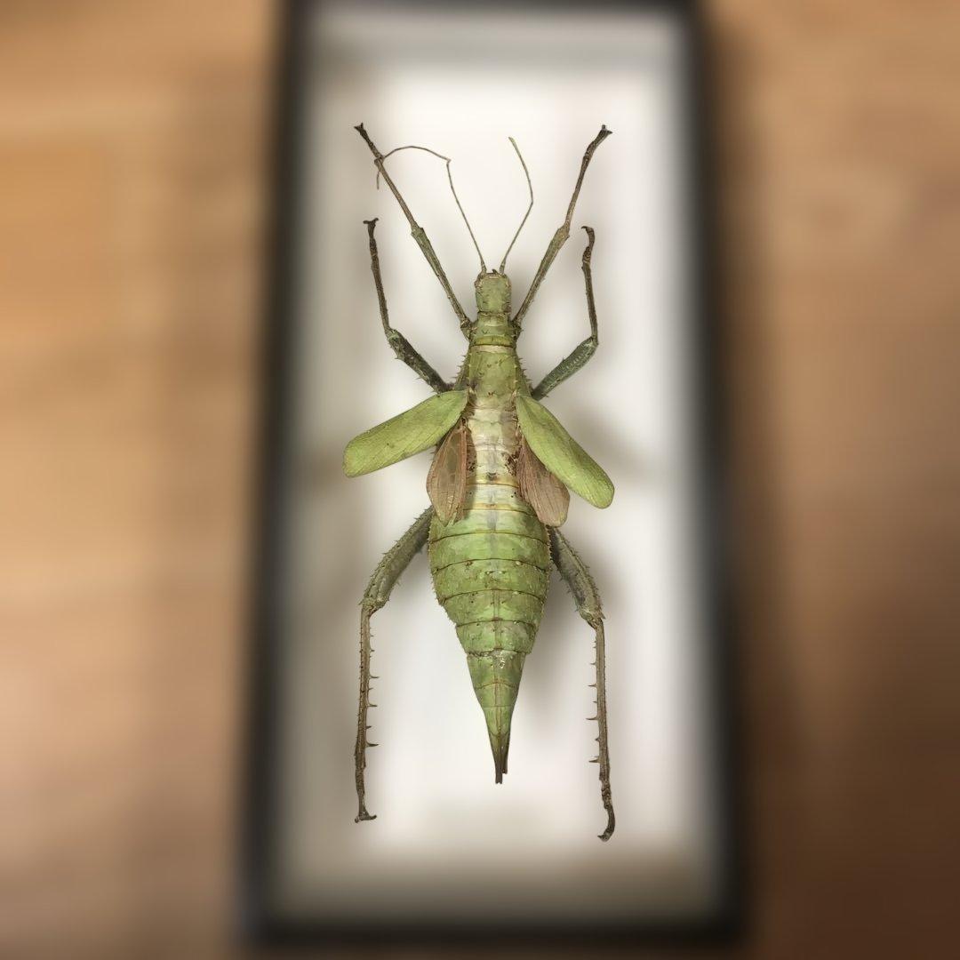 マレーオオナナフシ　昆虫標本