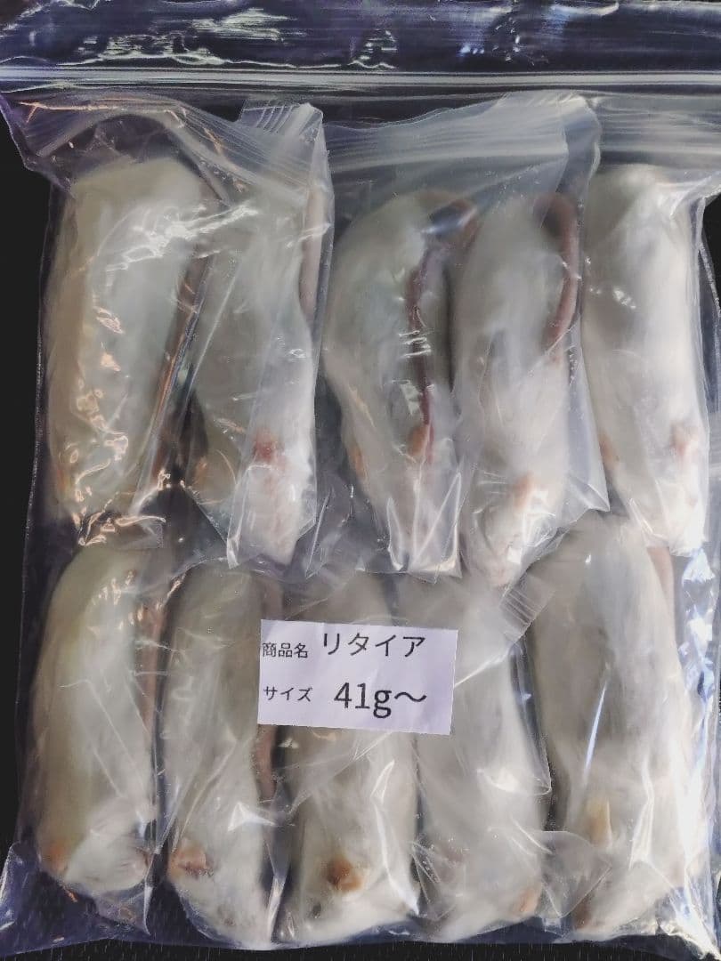 送料無料 冷凍マウスリタイア100匹