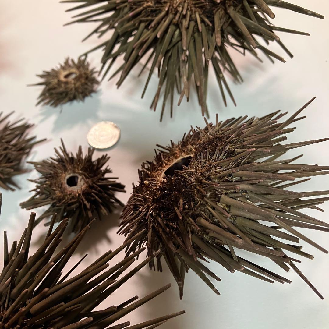 ウニ／クロウニ棘付き標本5個　No.157