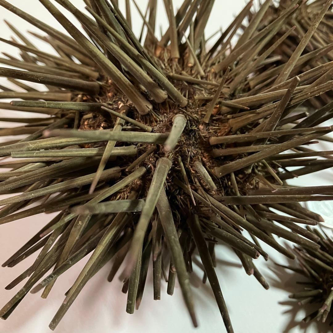 ウニ／クロウニ棘付き標本5個　No.157