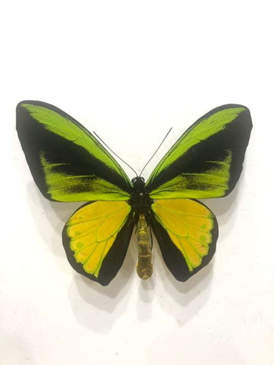 ゴライアストリバネアゲハ　Weigeo産　激レア！？