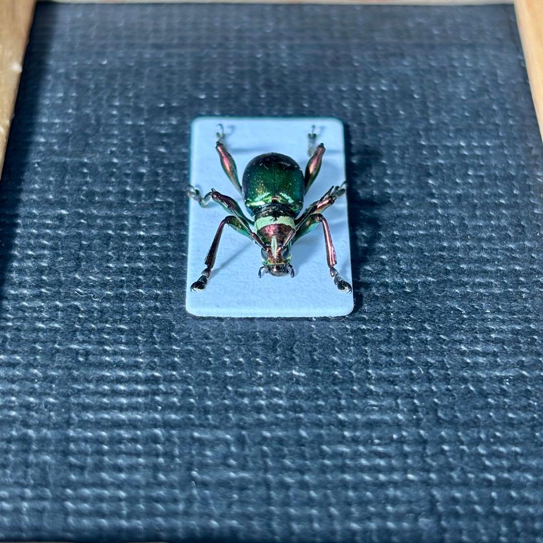 カタゾウムシにそっくりなカミキリムシ【標本】