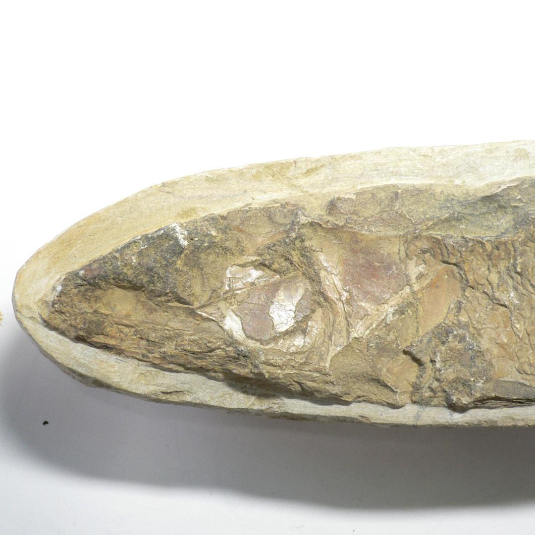 値下げしました！　ブラジル産のレアな古代魚の化石