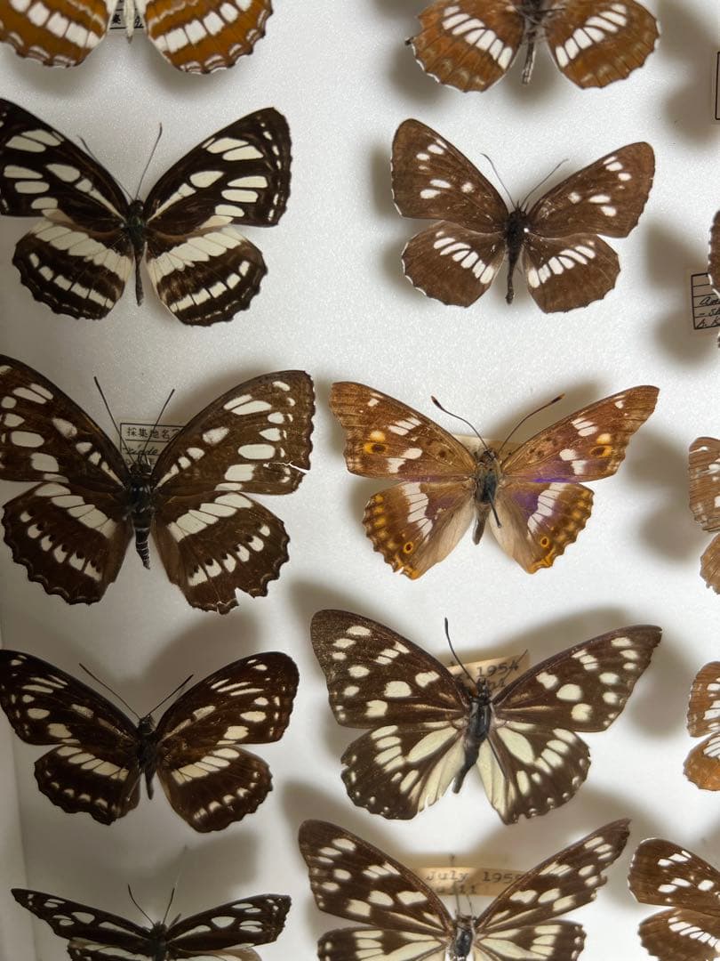 コミスジ蝶採取82/84/88年標本ガラス木箱現状品のみ50x41x6cm