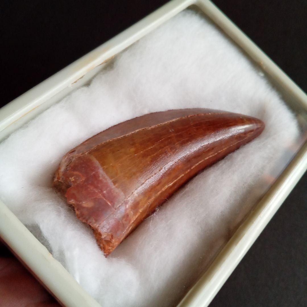 歯化石　恐竜　アフリカ獣脚類　極美麗　高品質標本