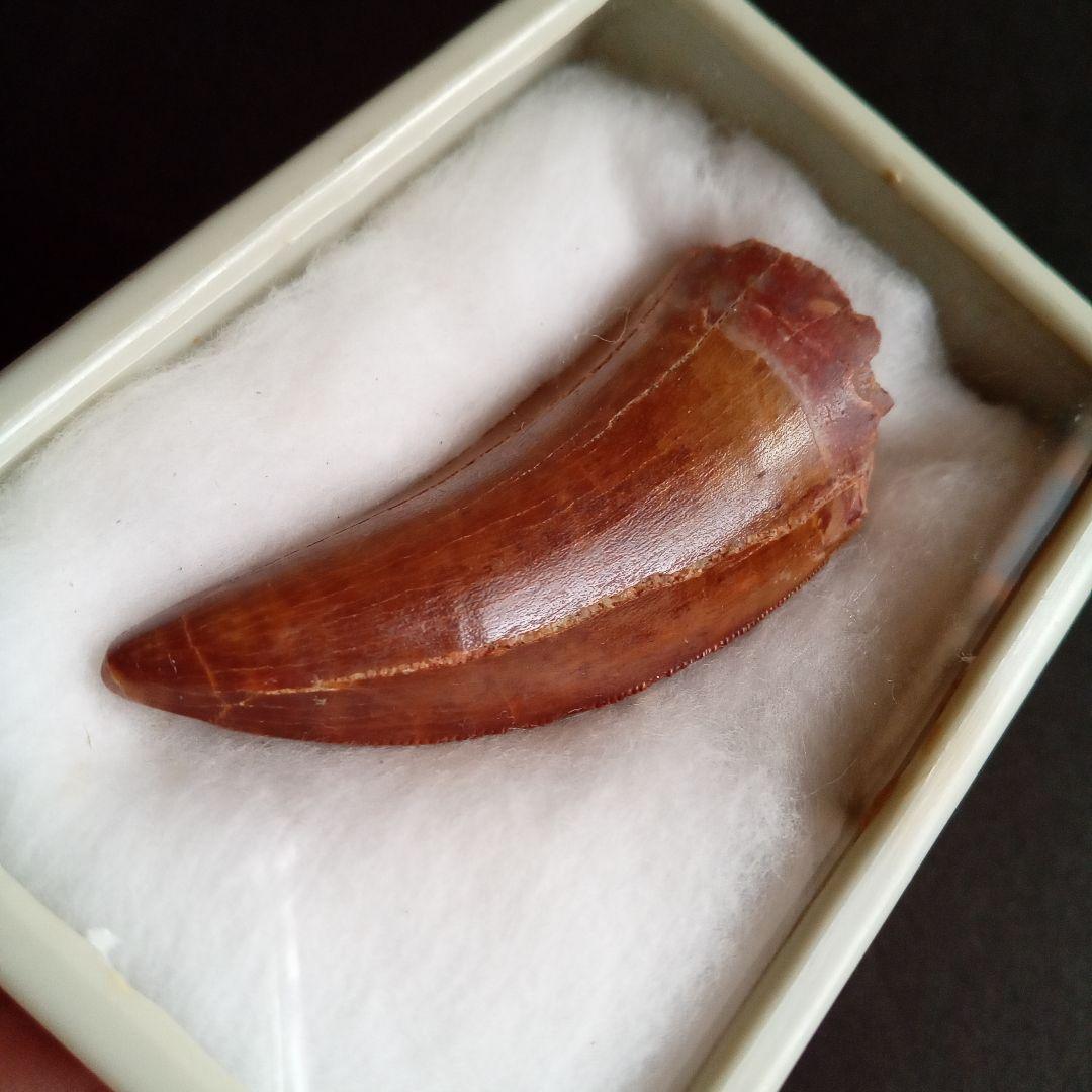 歯化石　恐竜　アフリカ獣脚類　極美麗　高品質標本