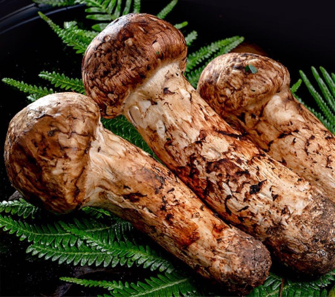 マロン　ナンジャモ