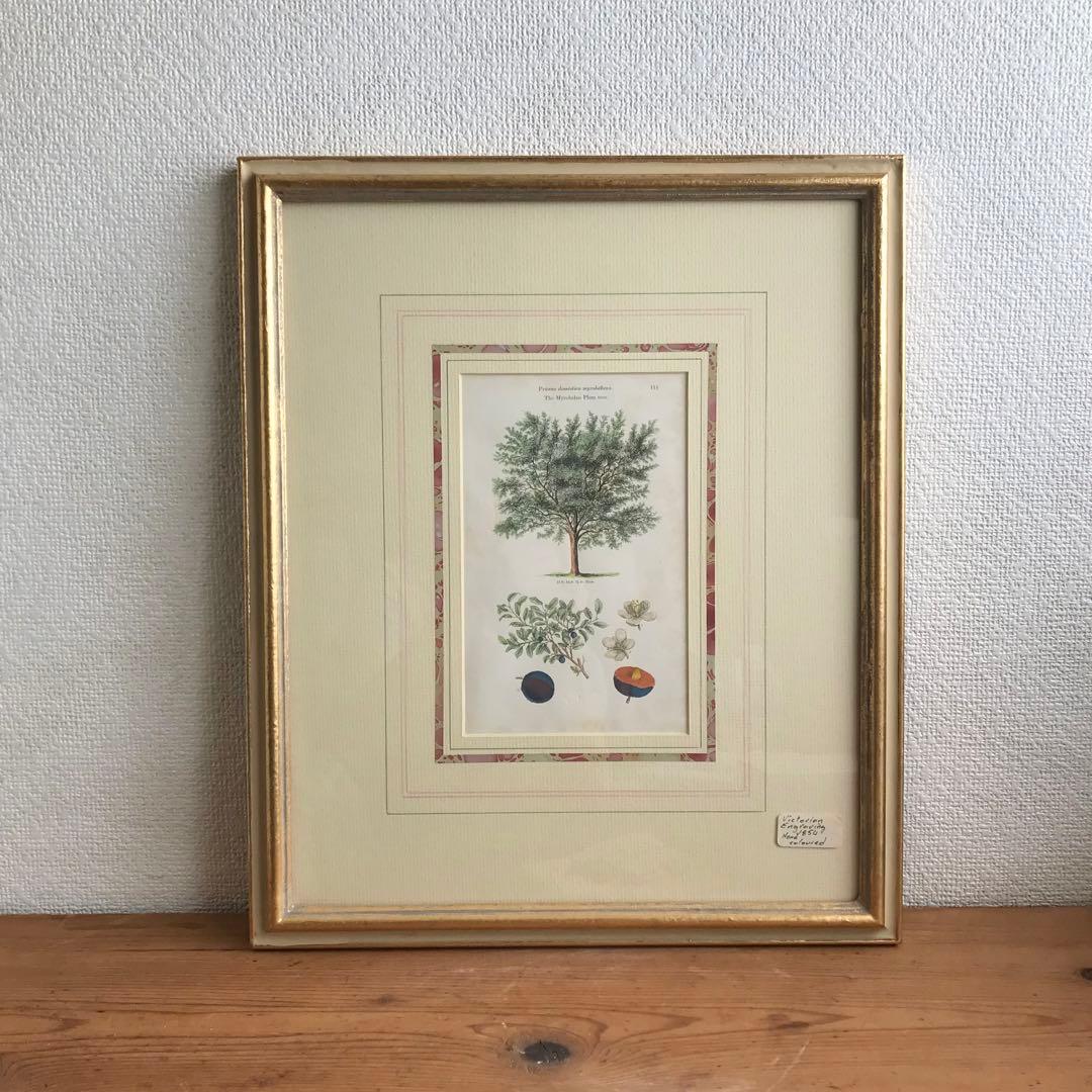 アンティーク　ボタニカルアート　イギリス