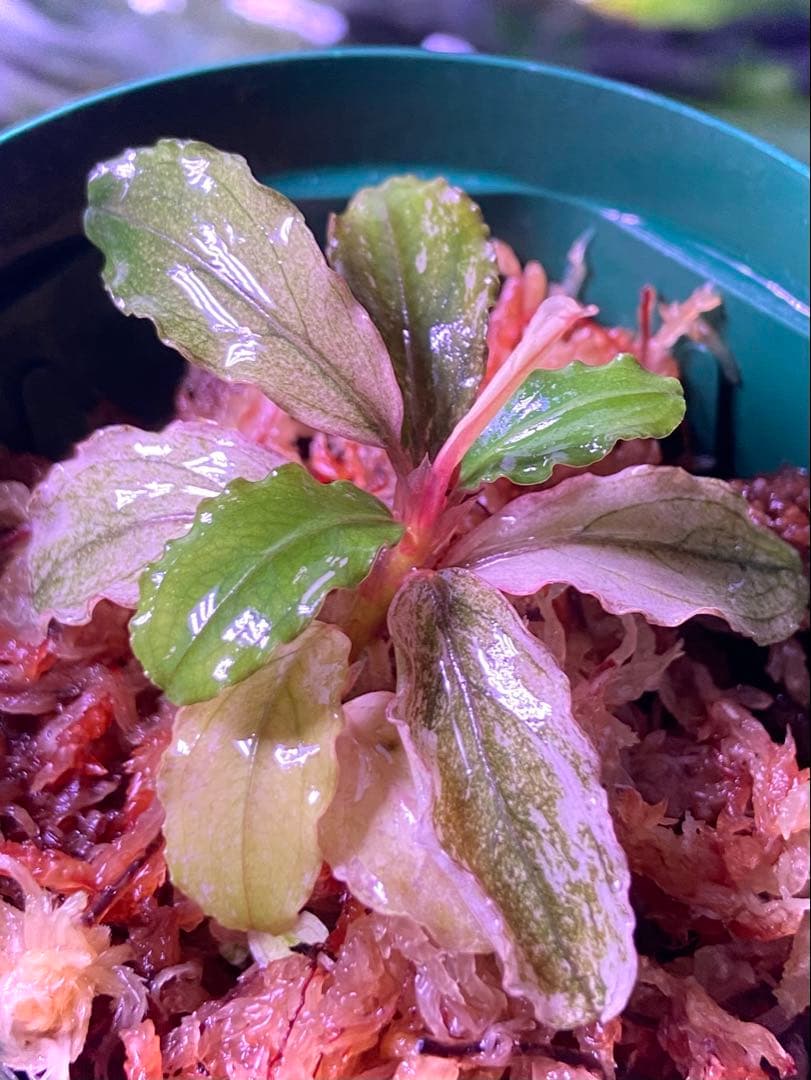 【ヤーマン様確認用】ブセファランドラ sp, ピンクバリエガータ 水上葉