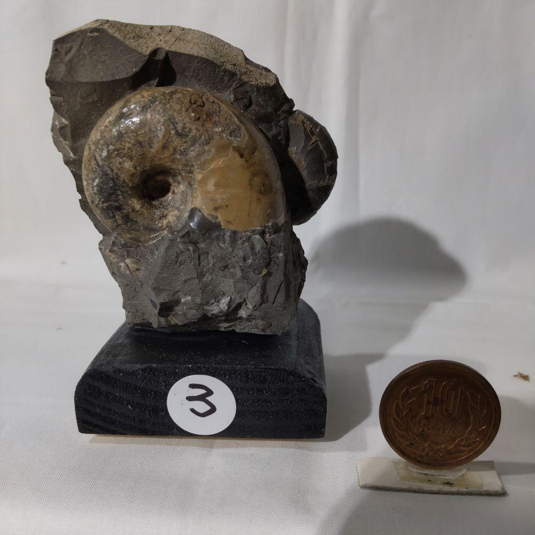 2026 年新春　北海道アンモナイト化石 の福箱 ＋知識資料4点　その2