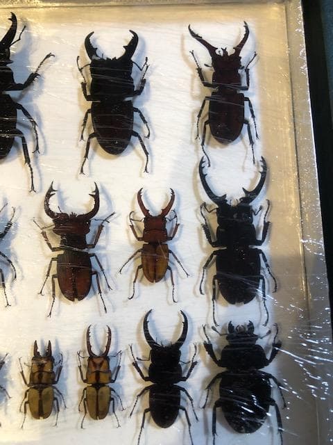 クワガタ標本