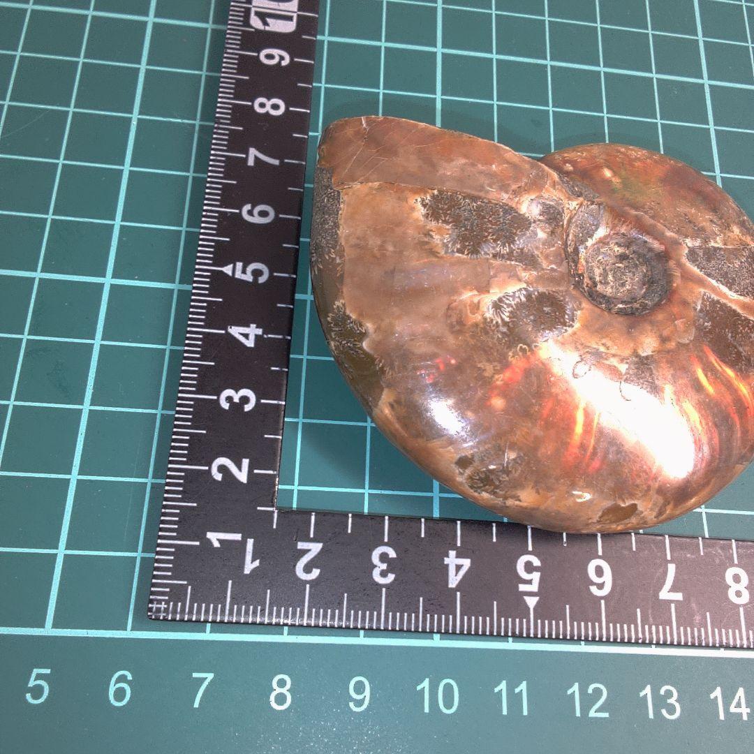 小物１ アンモナイトの化石