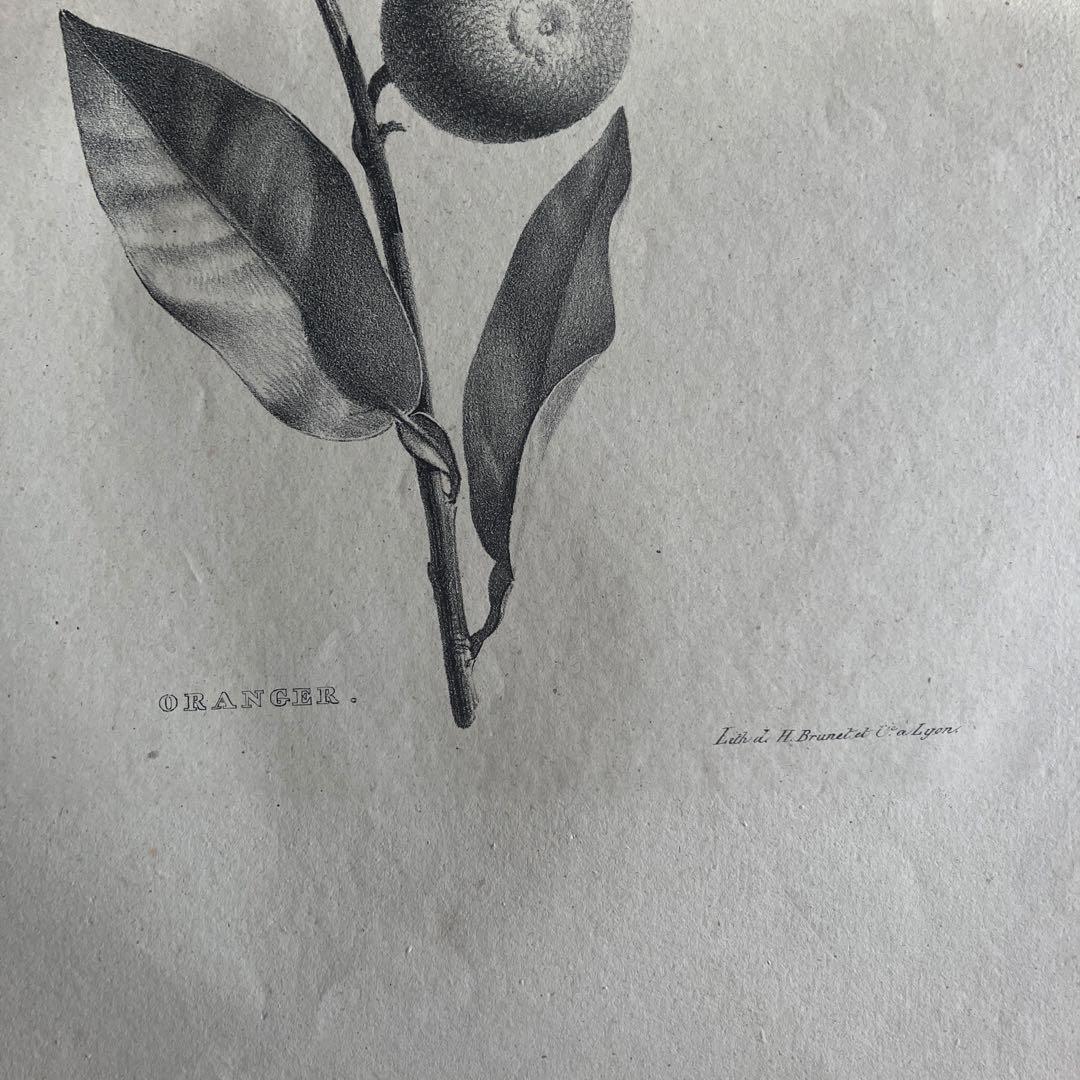 1827年フランスアンティークリトグラフ　フランスアンティーク版画　植物画　大判