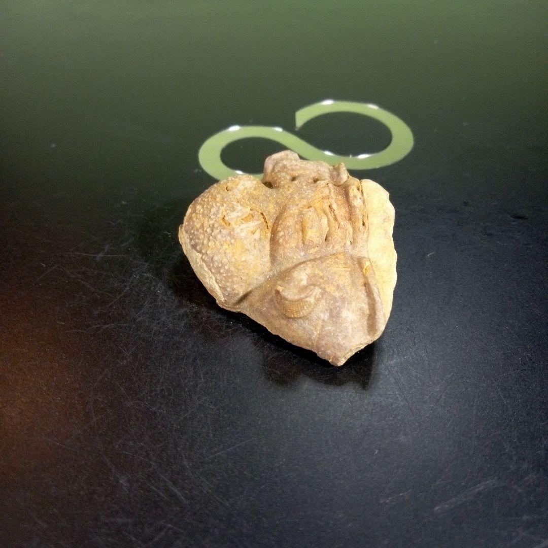 三葉虫　化石　fossil　ボリビア産　trilobite　ボリビア三葉虫郡⑤