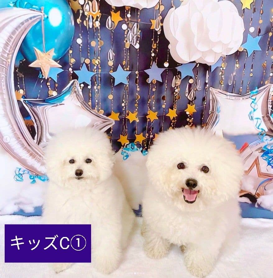 背景布夏BA④　ペット撮影用フォトブース　向日葵　ヒマワリ　トリミングチョーカー