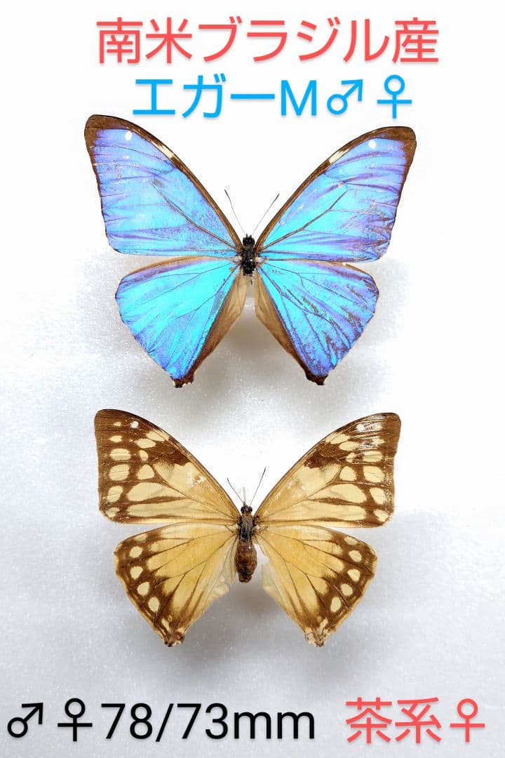 エガーモルフォチョウ♂♀標本 南米ブラジル産♀茶系美麗♂キラキラ感強