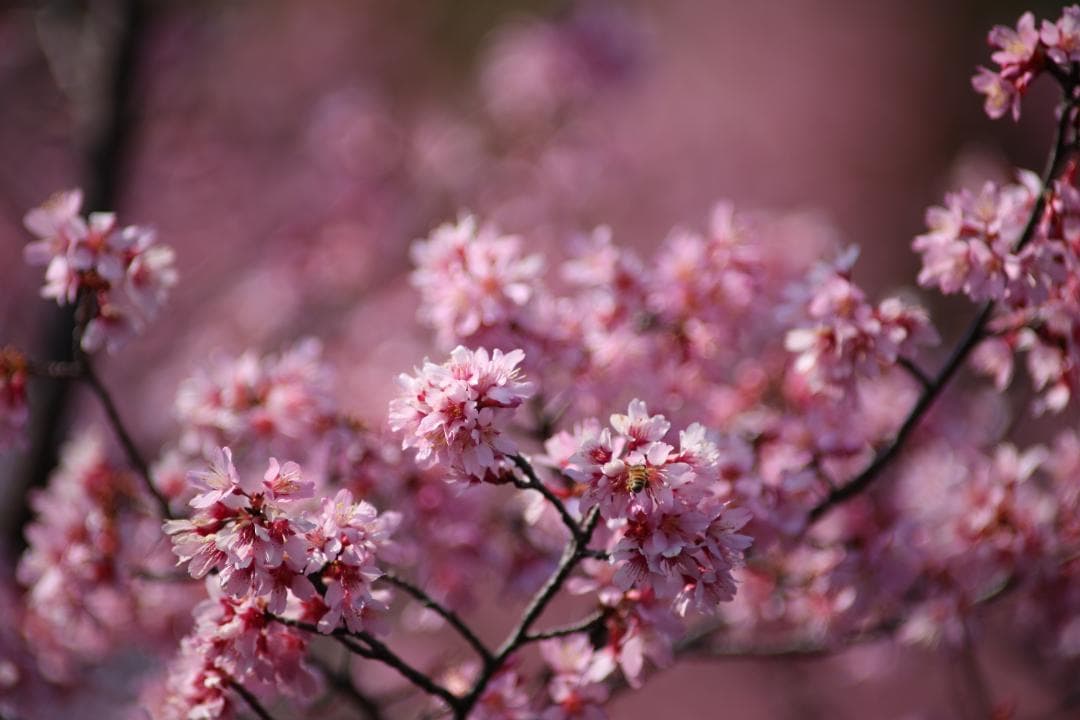 キヤノン CANON EF400mm F2.8L　エクステンダーⅡ　×2.0付き