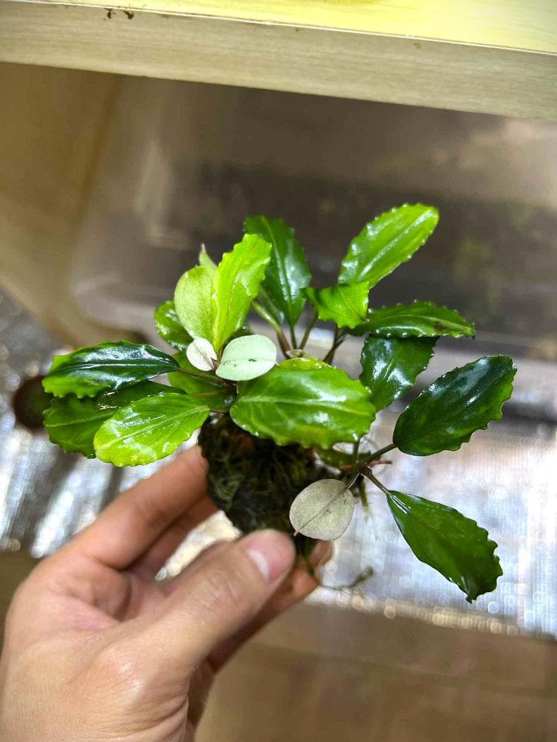 い*中様 【水草】ブセファランドラ sp. Blue Melon　(大株)