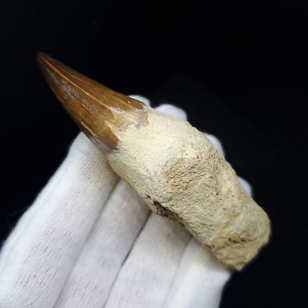 極上 歯根付き モササウルス 化石 歯 本物 78.25mm mos21