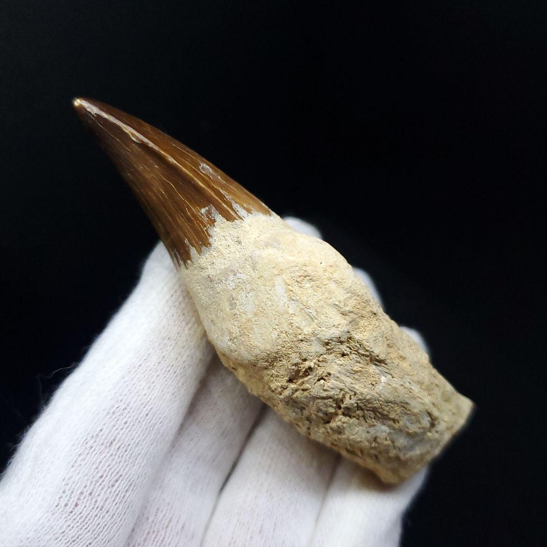 極上 歯根付き モササウルス 化石 歯 本物 78.25mm mos21