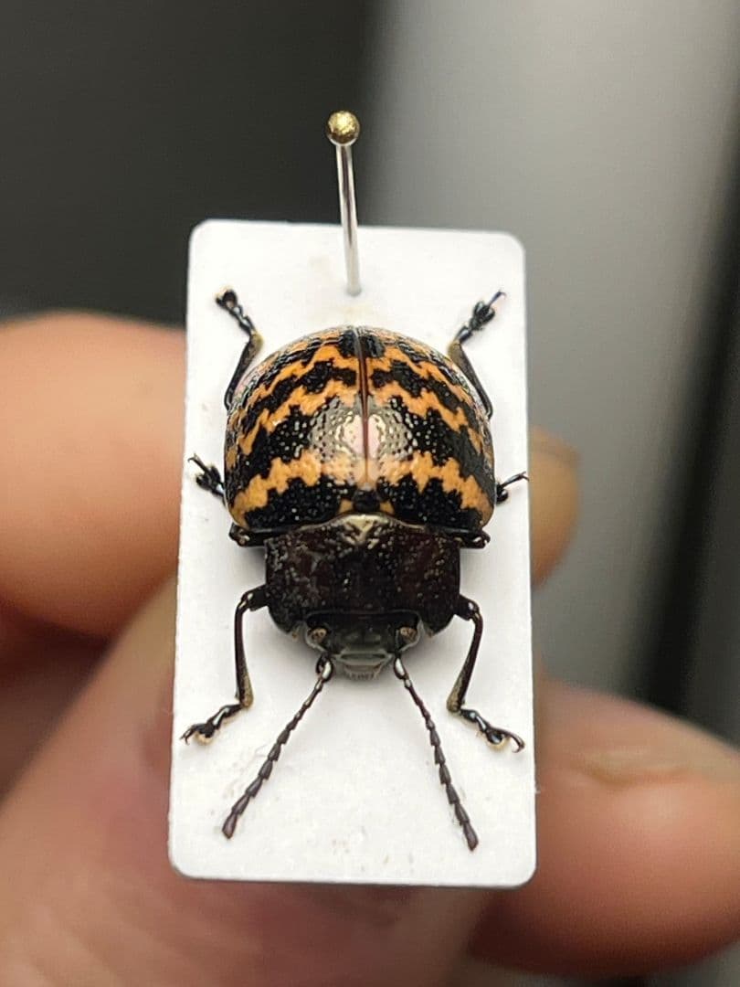 【13mm】ダンダラズングリハムシ とんでもない甲虫 昆虫標本 標本 コブハムシ