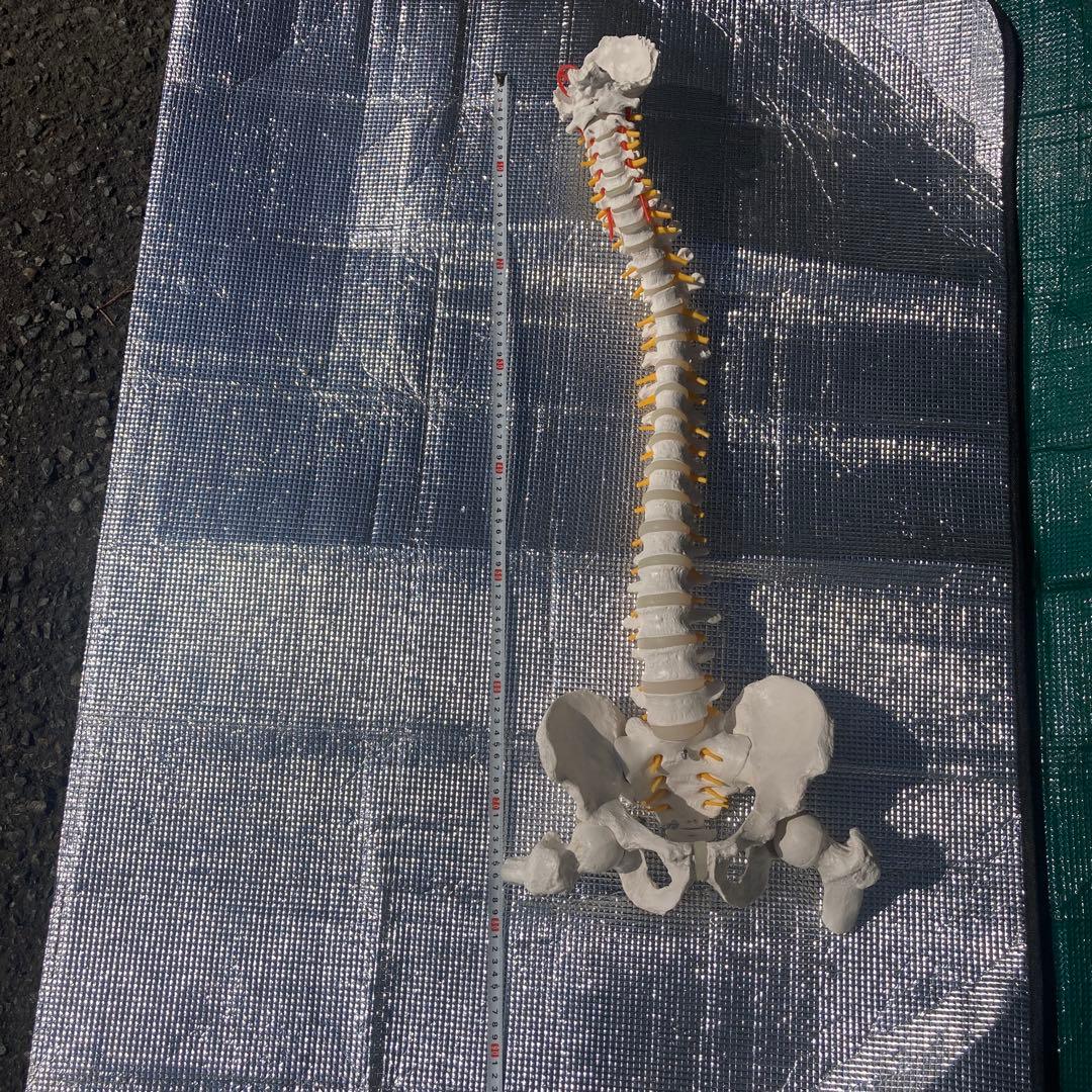 美品 脊柱(背骨)可動模型 スタンド付き　1