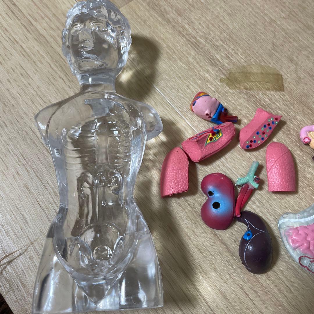 人体解剖模型 透明ボディ 内臓パーツ付き 教材用 Ln572