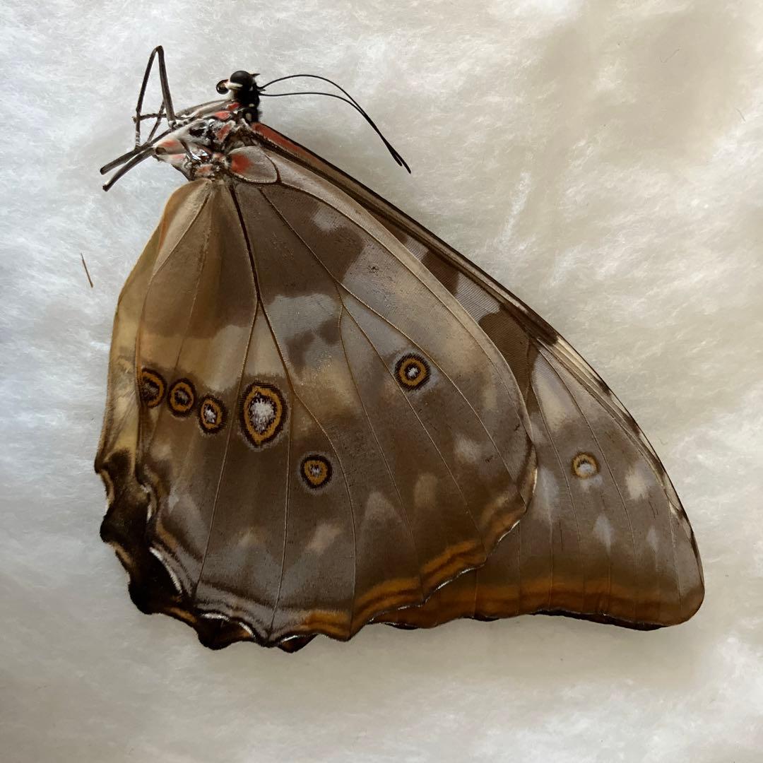 スーパーレア！キプリスモルフォブルーメス！