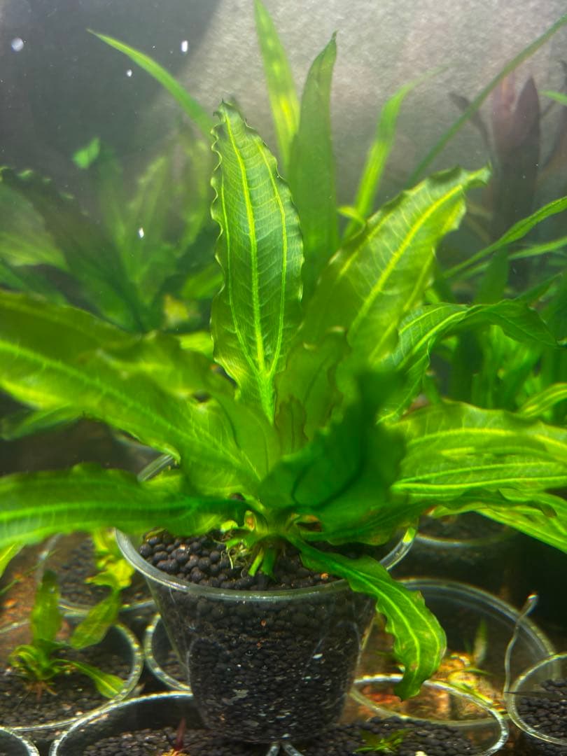 エキノドルス　サイサリス　AZ1110-18RS