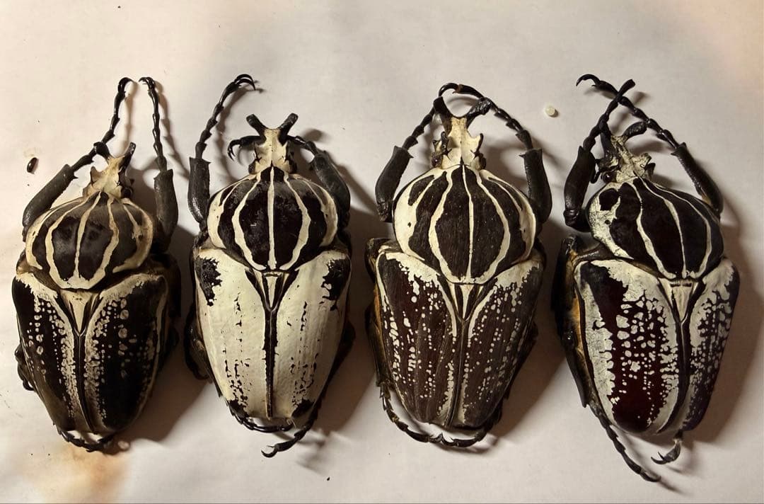 カメルーン　ゴライアスオオツノハナムグリ　4頭　B品含みます