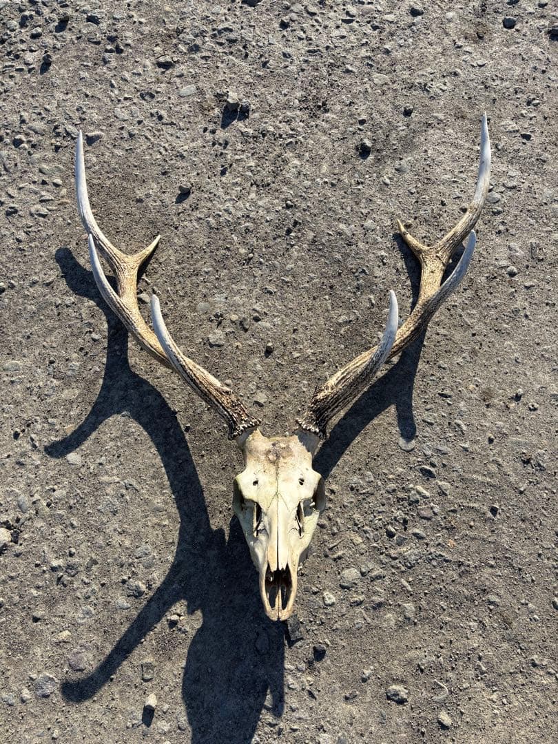 エゾシカの頭骨