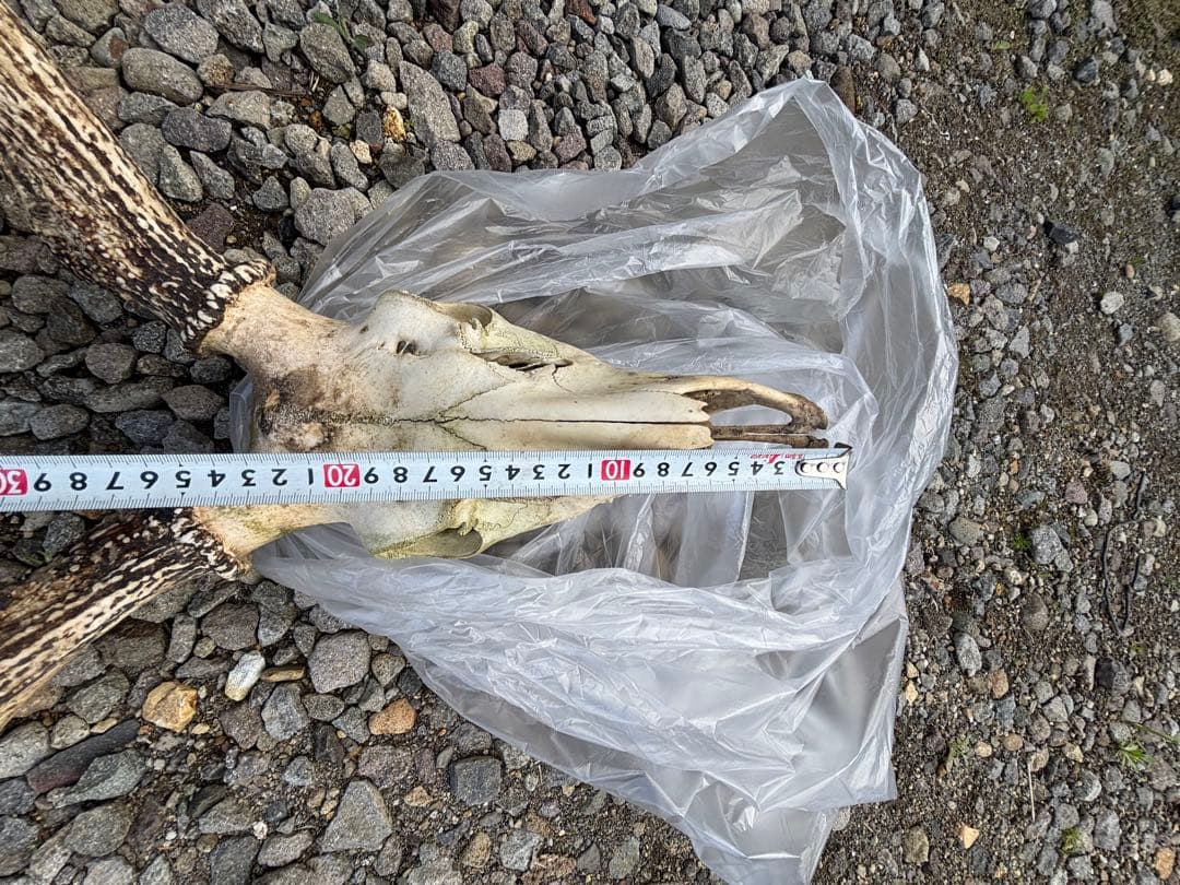 エゾシカの頭骨